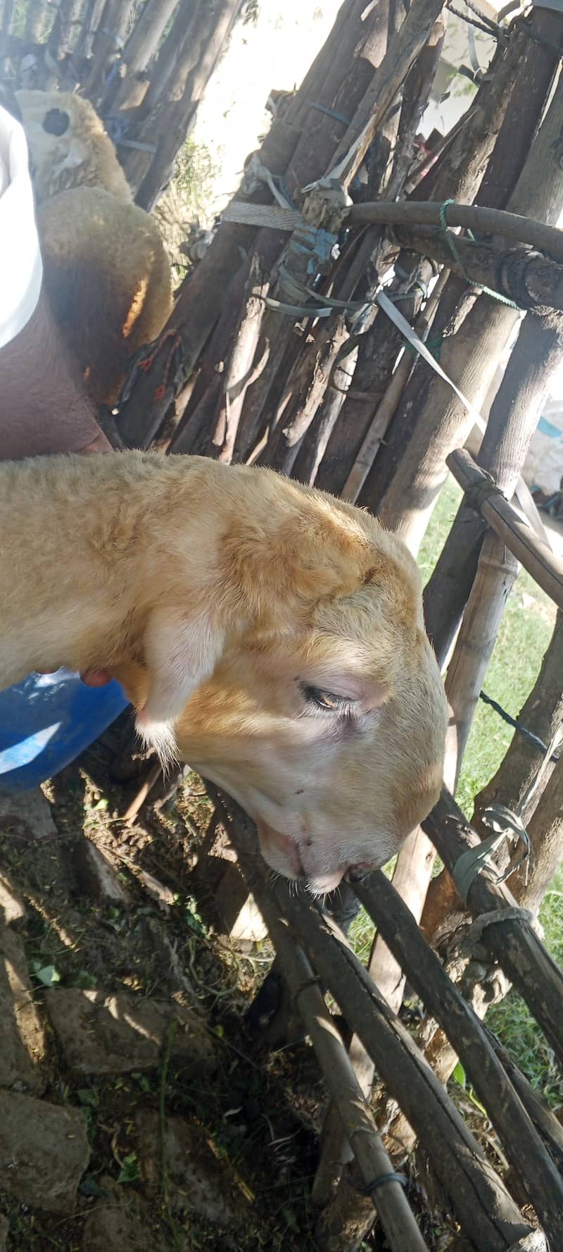 Mondra Bakra 0