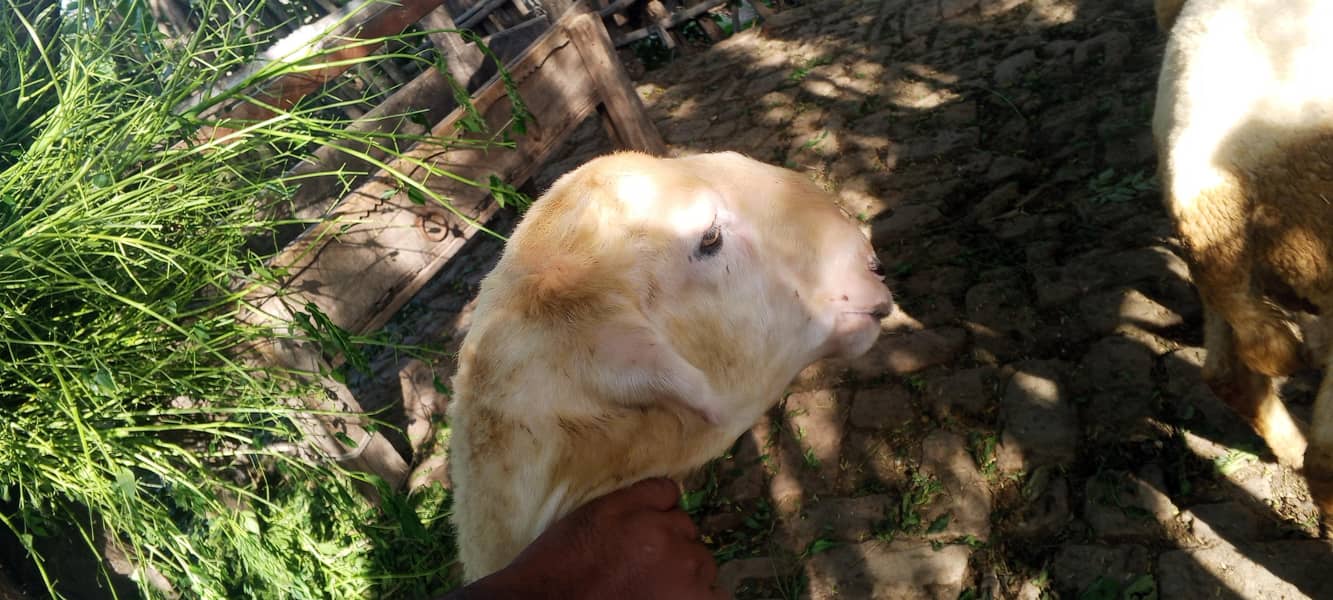 Mondra Bakra 1