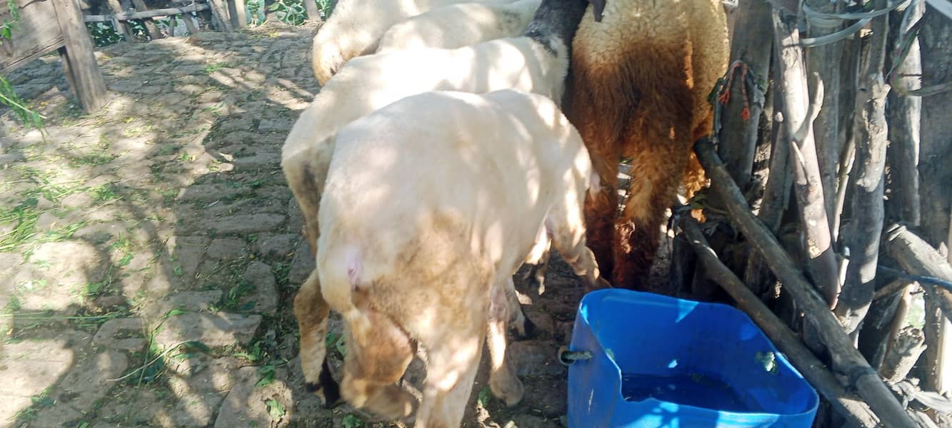 Mondra Bakra 2