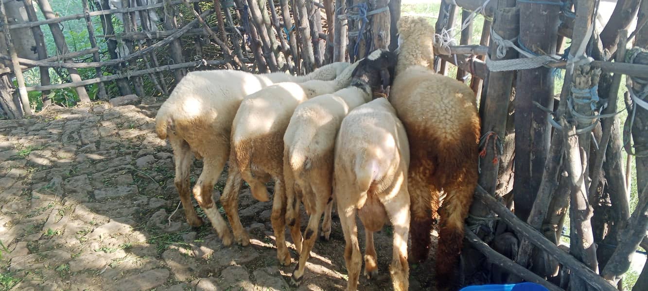 Mondra Bakra 3