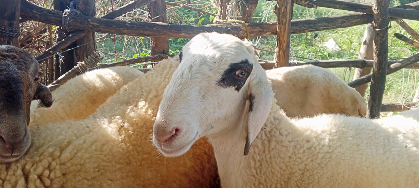 Mondra Bakra 5