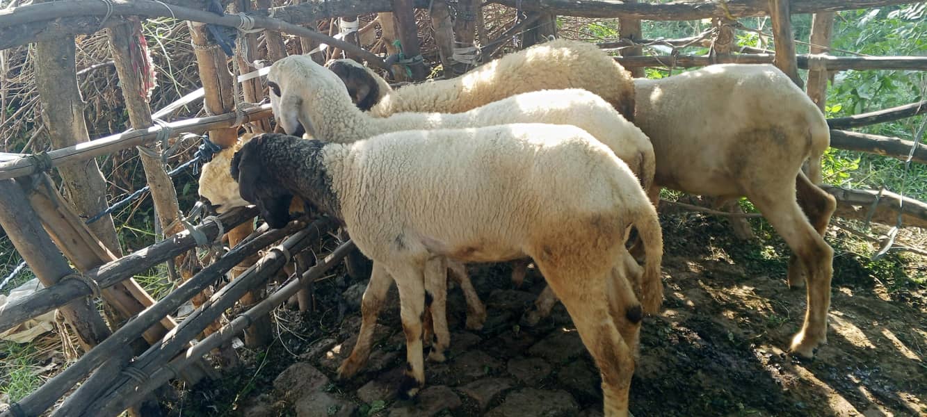 Mondra Bakra 7
