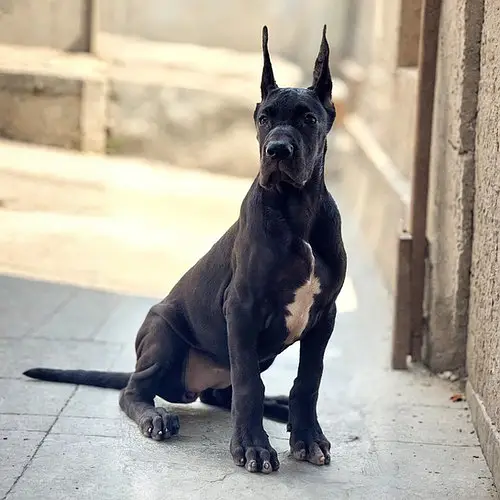 Great Dane Puppies | Great Dane Dog | Male & Female Available