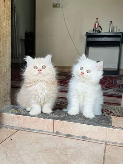 Persian kittens whatp ///0370 ///4629095///