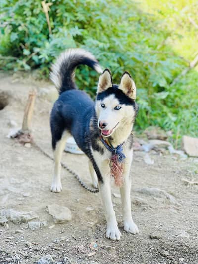 Female Husky Dog for sale