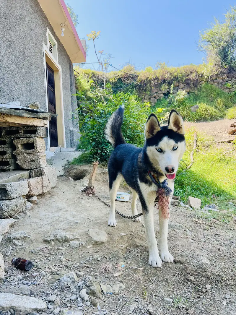 Female Husky Dog for sale — photo 2