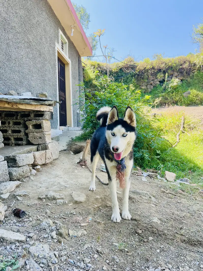 Female Husky Dog for sale — photo 3
