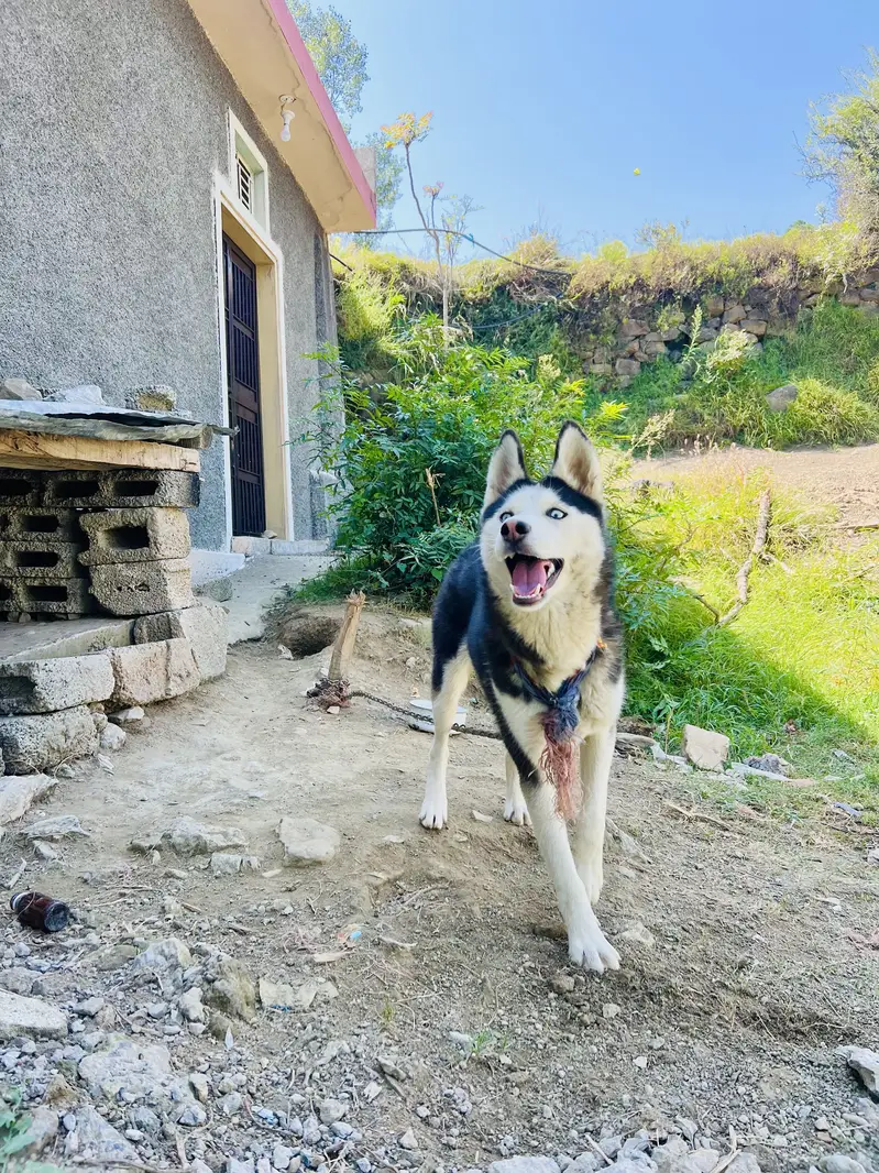 Female Husky Dog for sale — photo 4