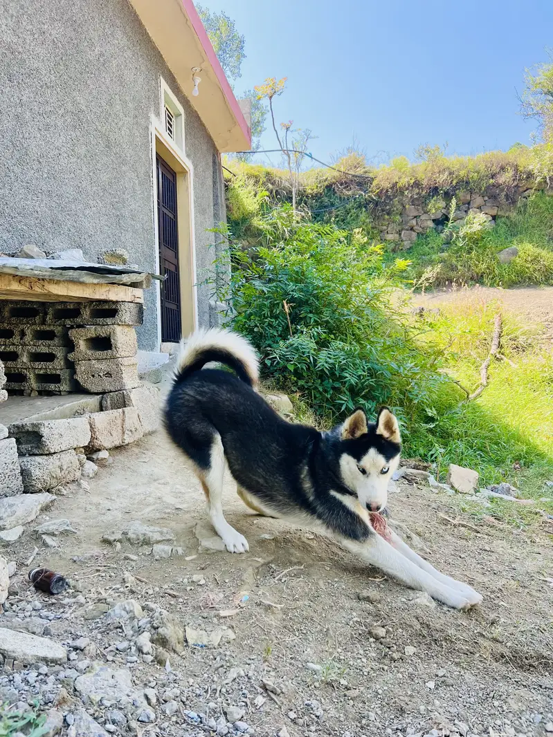 Female Husky Dog for sale — photo 5