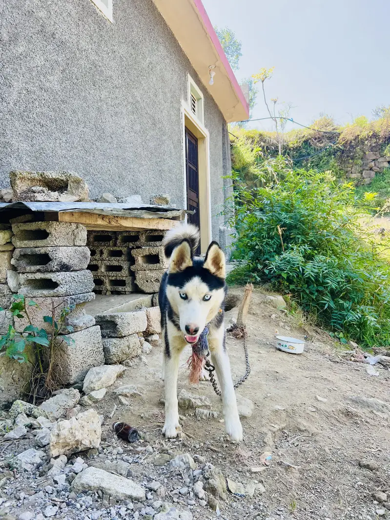 Female Husky Dog for sale — photo 6
