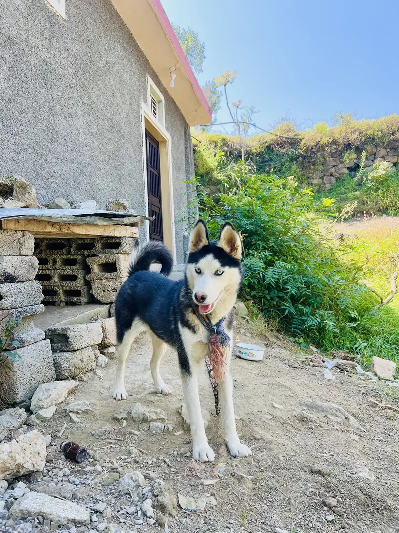 Female Husky Dog for sale — photo 7