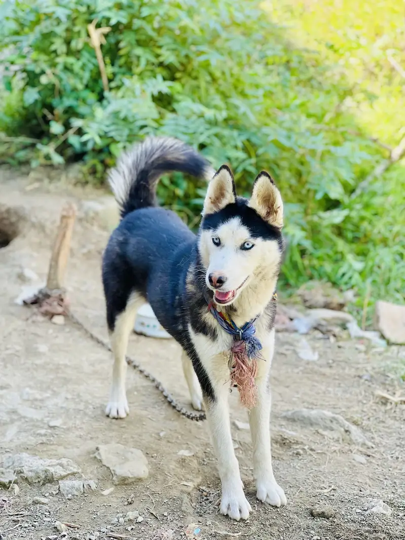 Female Husky Dog for sale — photo 8