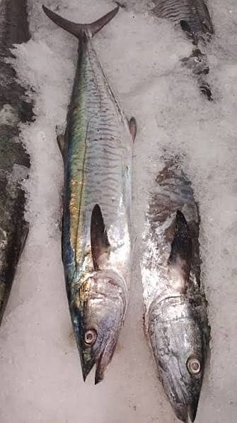 Fresh Surmai Fish 2000/kg - All Karachi Home Delivery