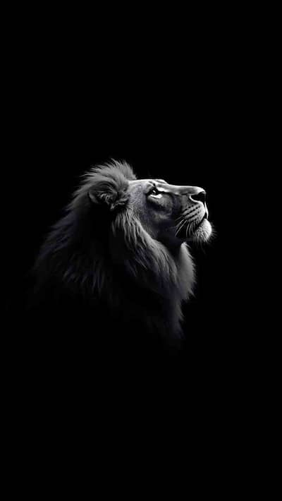 Shakeel 