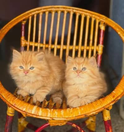 Persian kittens whatp ///0370 ///4629095///