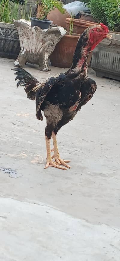 rampuri cross ha bird