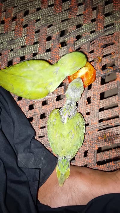 4 month parrot green