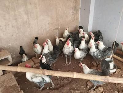 golden misri Desi  eggs wali hen for sell