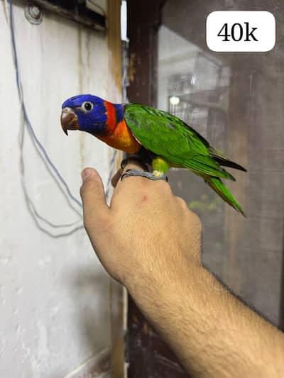 red collar lorry hand tame piece available