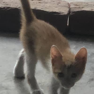 PERSIAN AND DOMESTIC SINGLE COAT