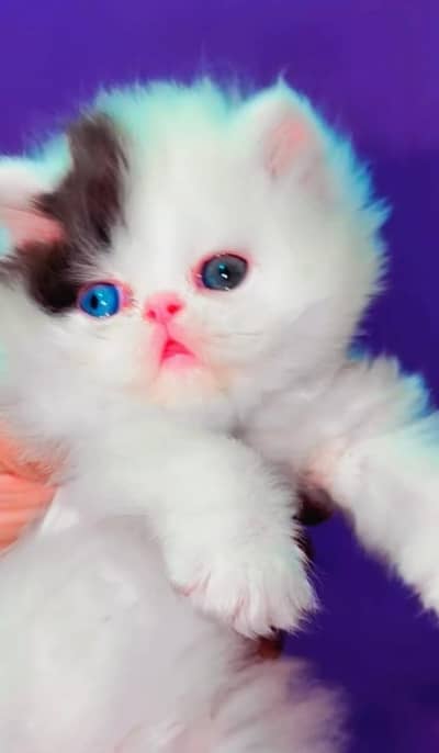 Persian kittens whatp ///0370 ///4629095///