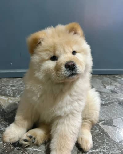 Chow Chow Pedigree Puppies | Top Quality Chow Chow Pups khokhar Kennel