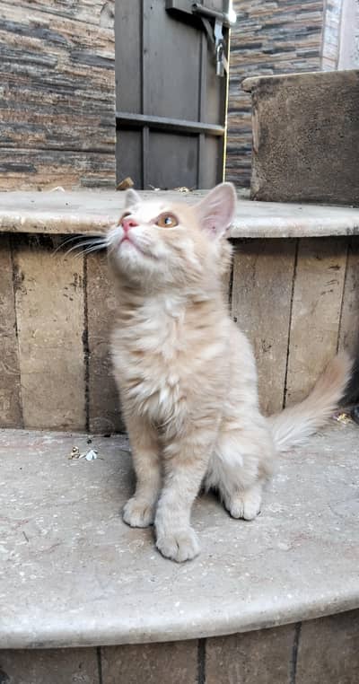 cute Persian cat