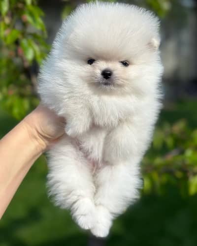 Toy Pomeranian Puppy | Pedigree Pomeranian Puppies for sale
