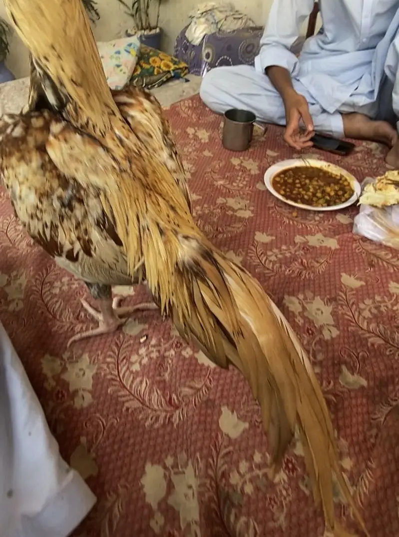 Aseel miawali murgha — photo 3