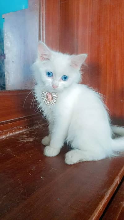 Persian tripall cout blu eyes