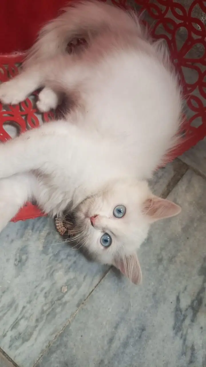 Persian tripall cout blu eyes — photo 2