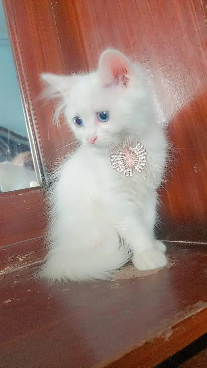 Persian tripall cout blu eyes — photo 3