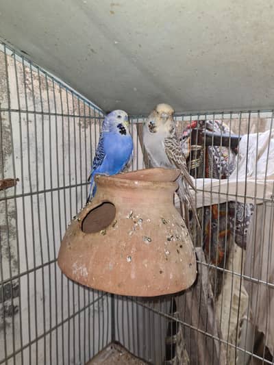 Hogoromo & King Budgies – Splits Available | Healthy Birds