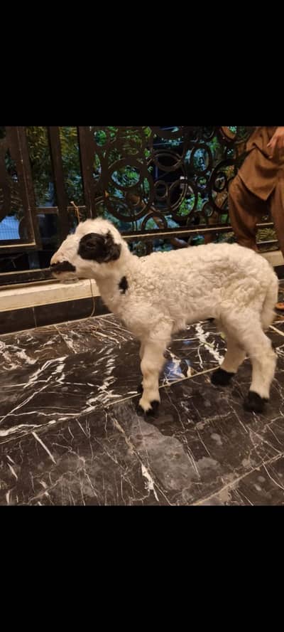 baby sheep for sale