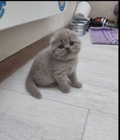Premium Quality Scotish Fold Lilac kittens