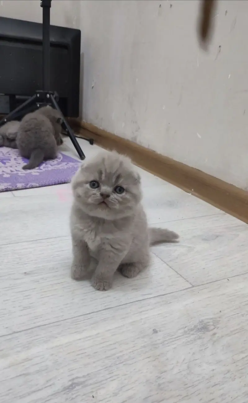 Premium Quality Scotish Fold Lilac kittens — photo 2