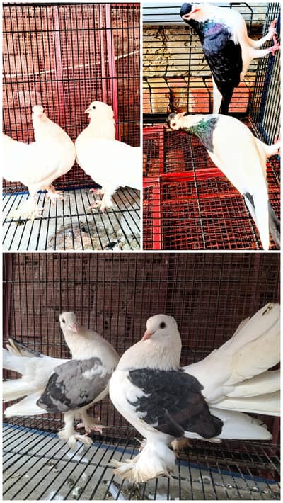 breeder pairs with eggs