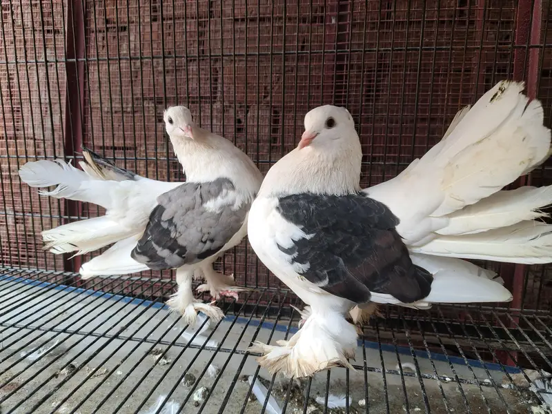 breeder pairs with eggs — photo 2
