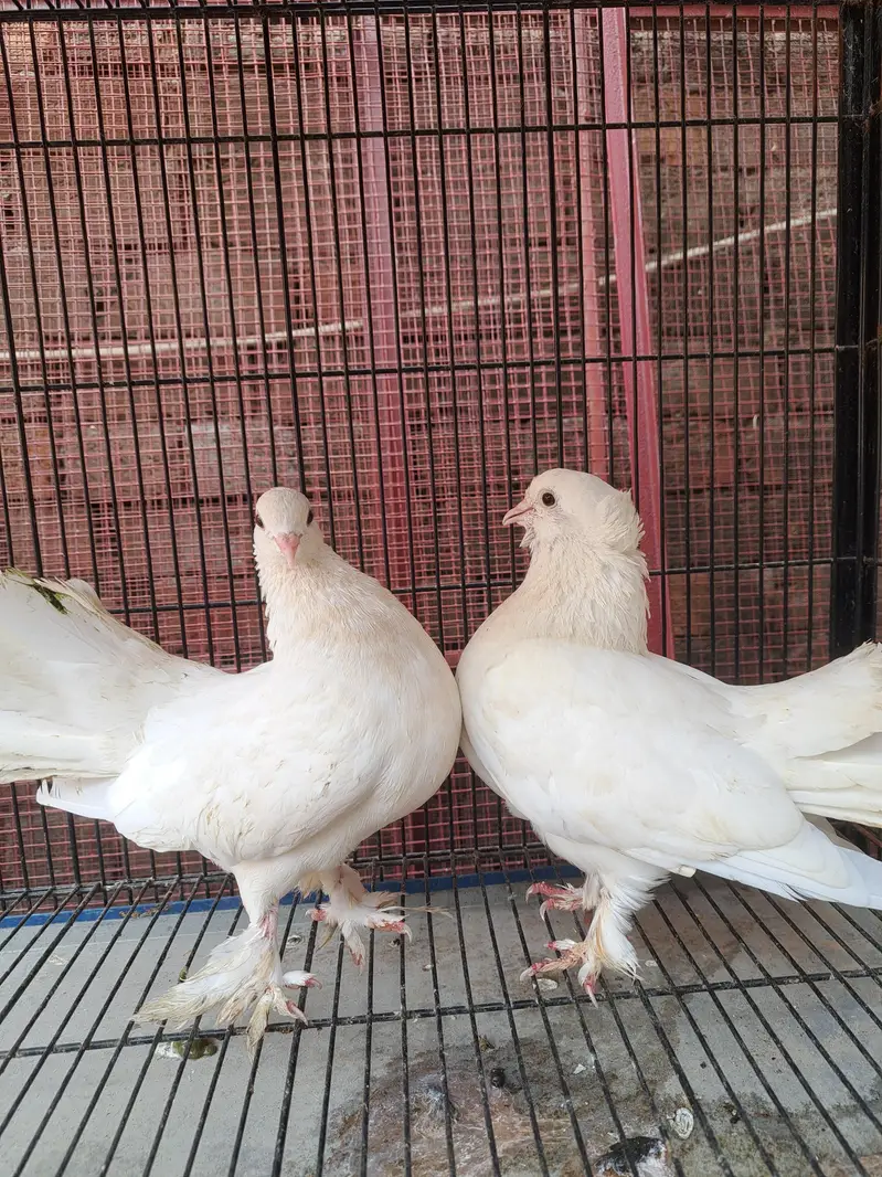 breeder pairs with eggs — photo 3