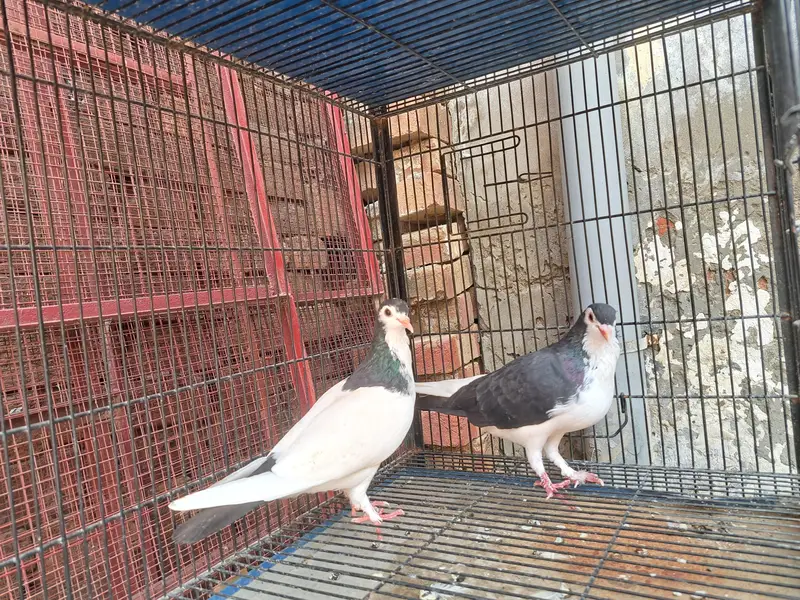 breeder pairs with eggs — photo 4