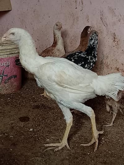 WHITE KANDHARI