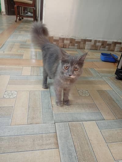 Persian cat