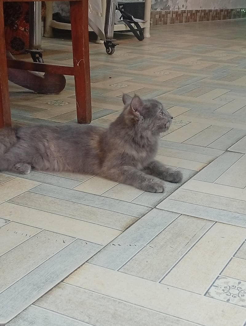 Persian cat 1