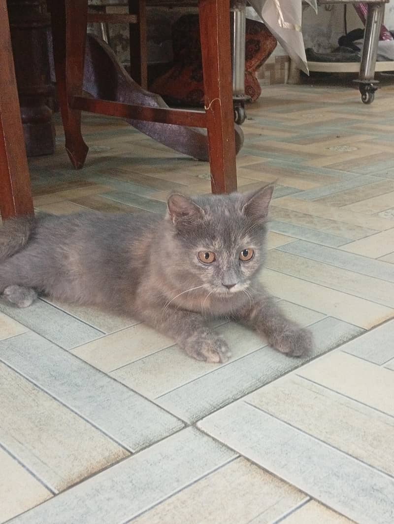 Persian cat 2