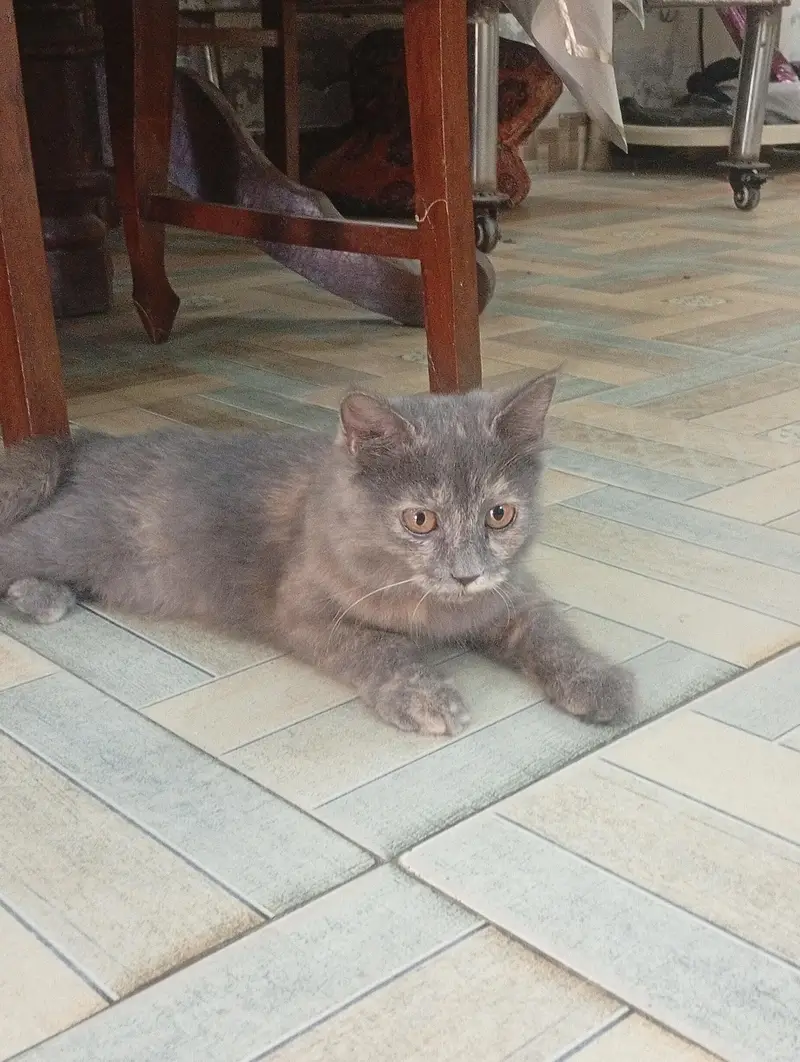 Persian cat — photo 3