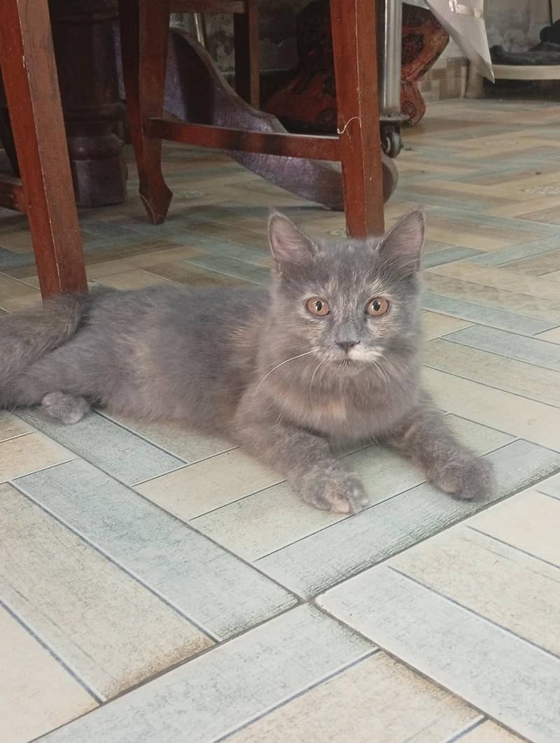 Persian cat 3