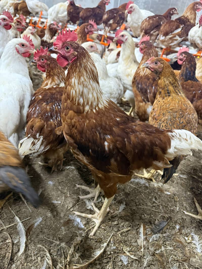 Desi murgh 0