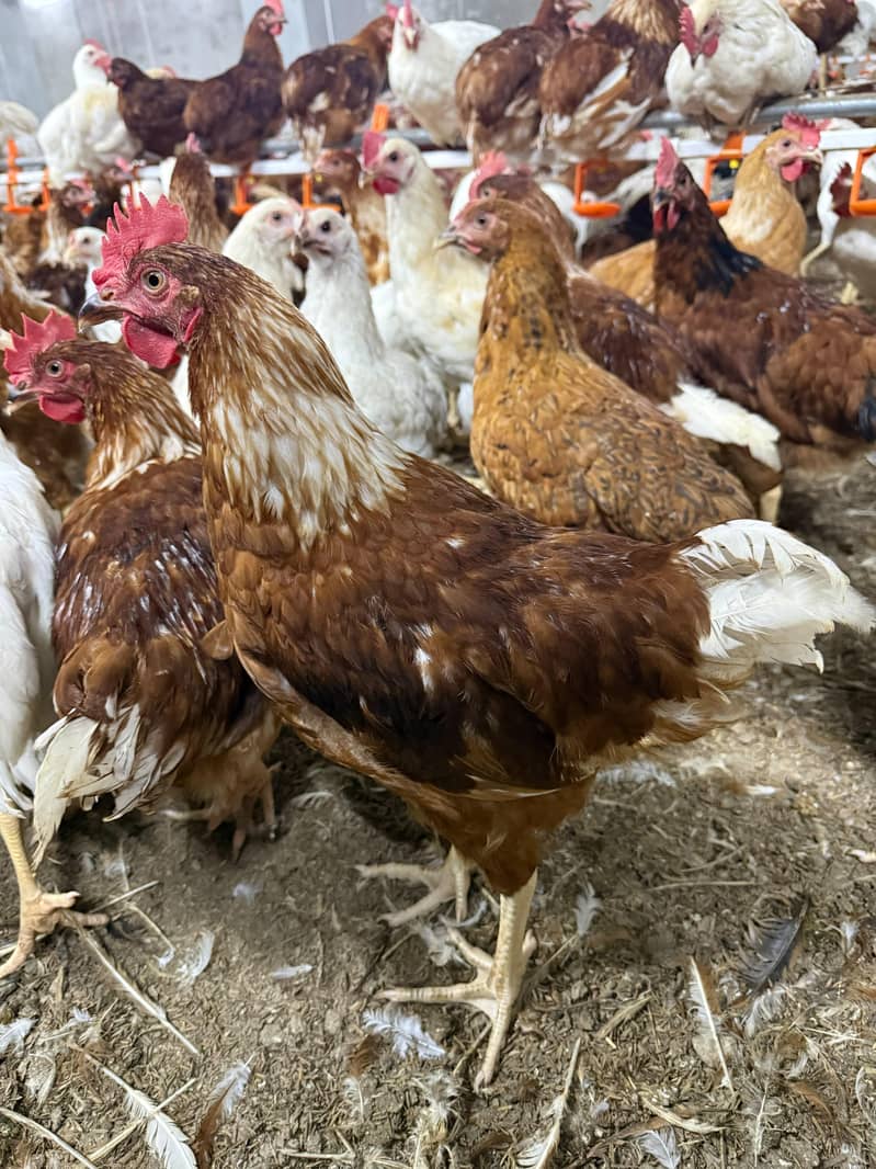 Desi murgh 1