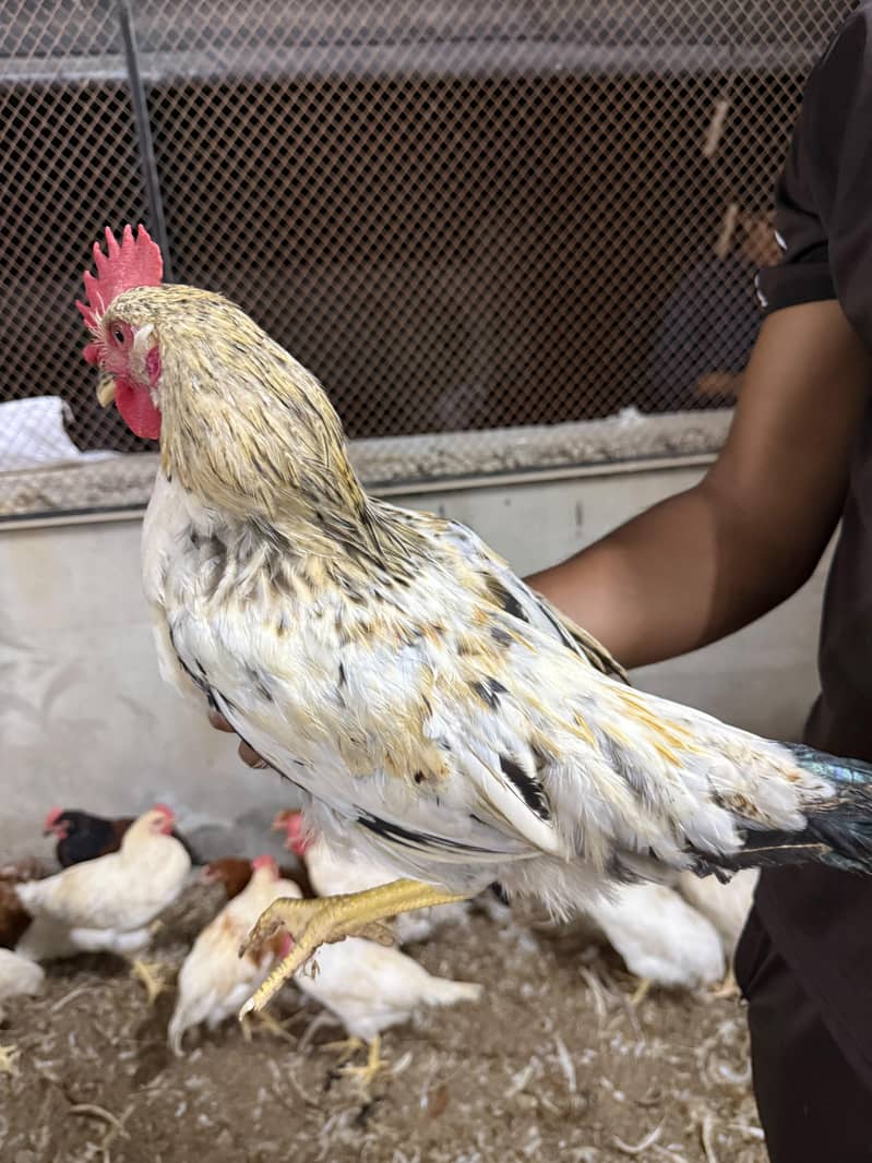 Desi murgh 2
