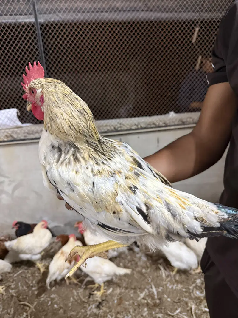Desi murgh — photo 3